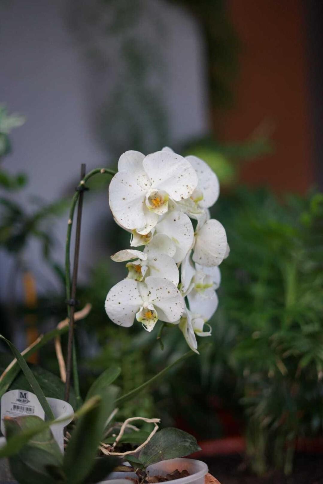 Gardens Guest House Sao Vicente  Ngoại thất bức ảnh