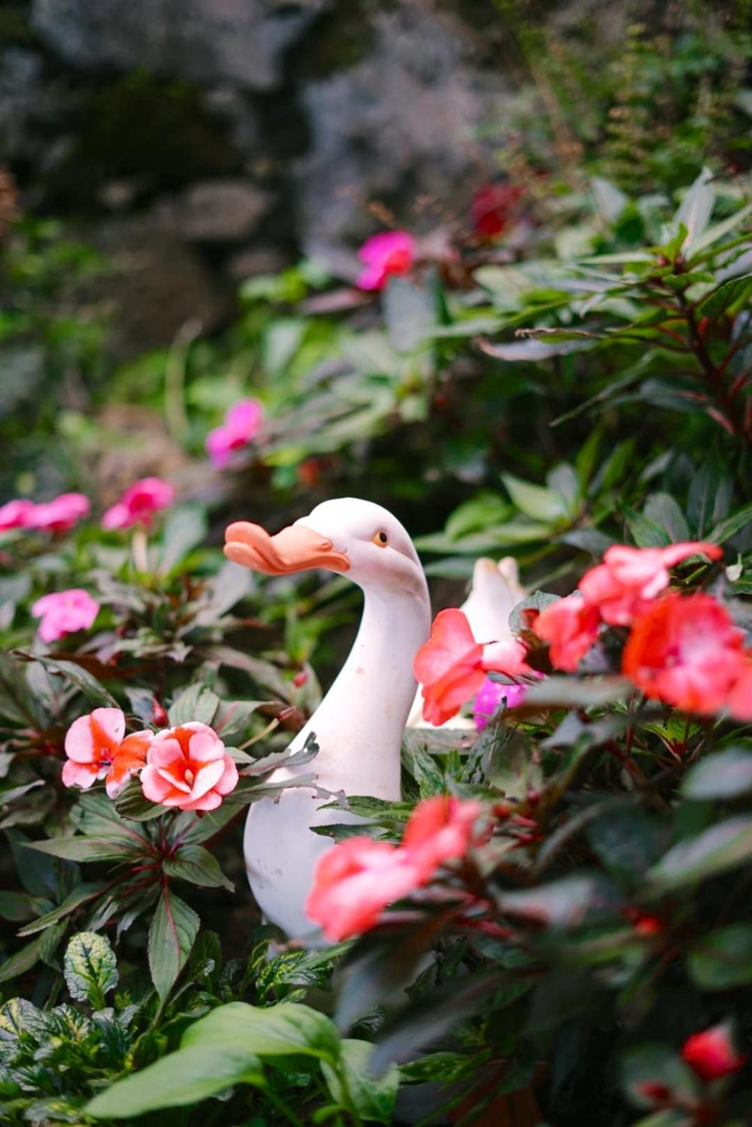 Gardens Guest House Sao Vicente  Ngoại thất bức ảnh